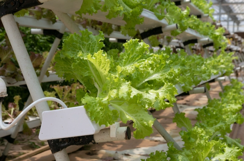 how to grow hydroponically