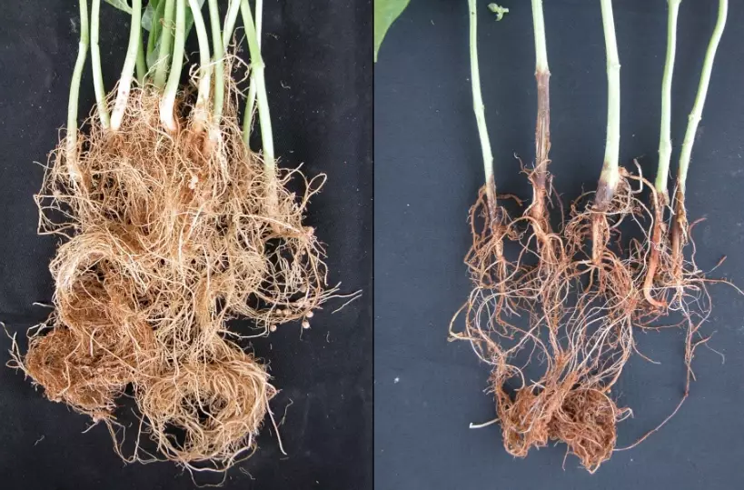 how to improve root growth how to improve root growth