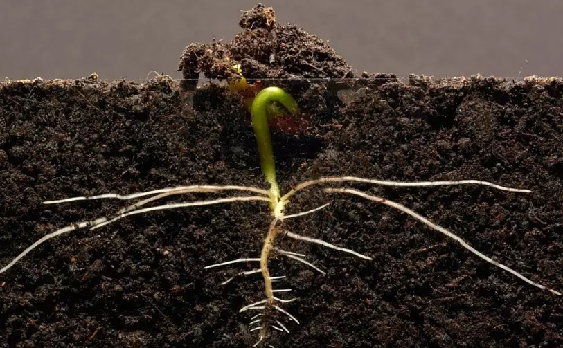 how to improve root growth how to improve root growth