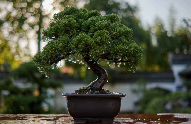 bonsai tree care bonsai tree care