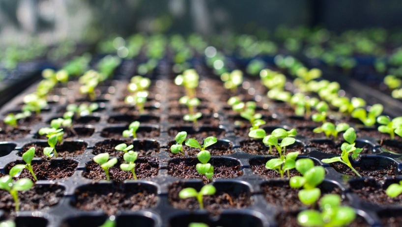 seed starting for beginners