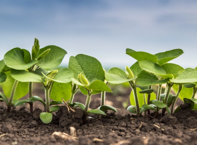 best fertilizer for plants