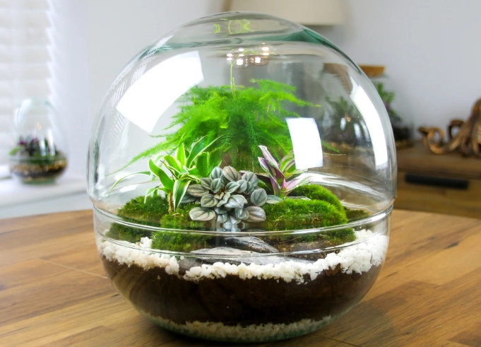 closed terrarium