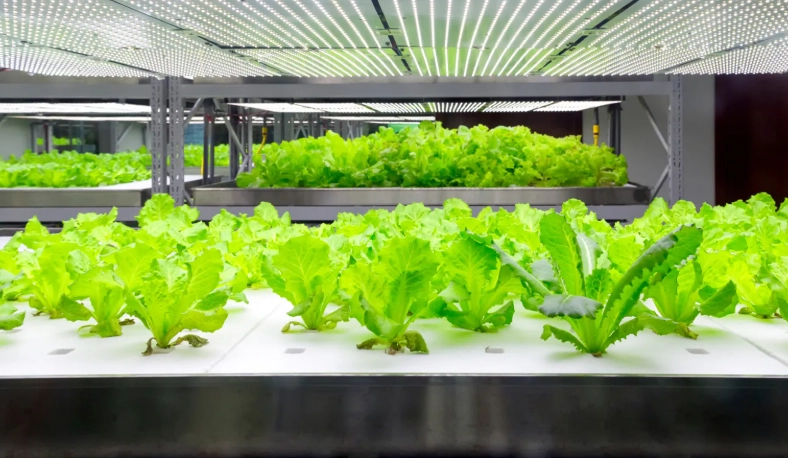 hydroponic systems