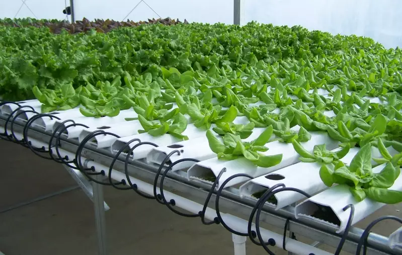 how to grow hydroponically