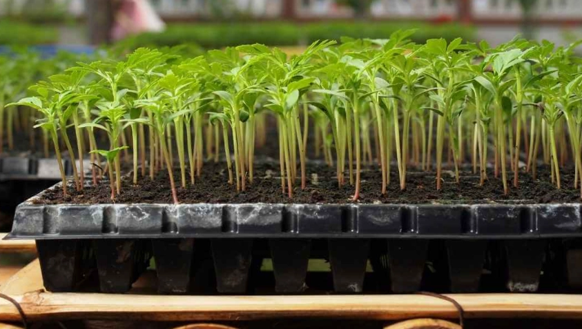 best seed starting mix