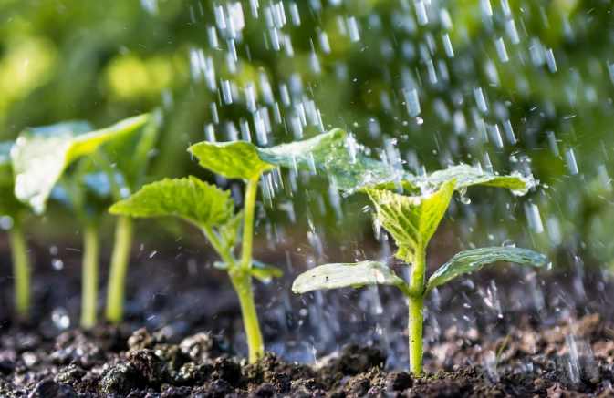 best fertilizer for plants