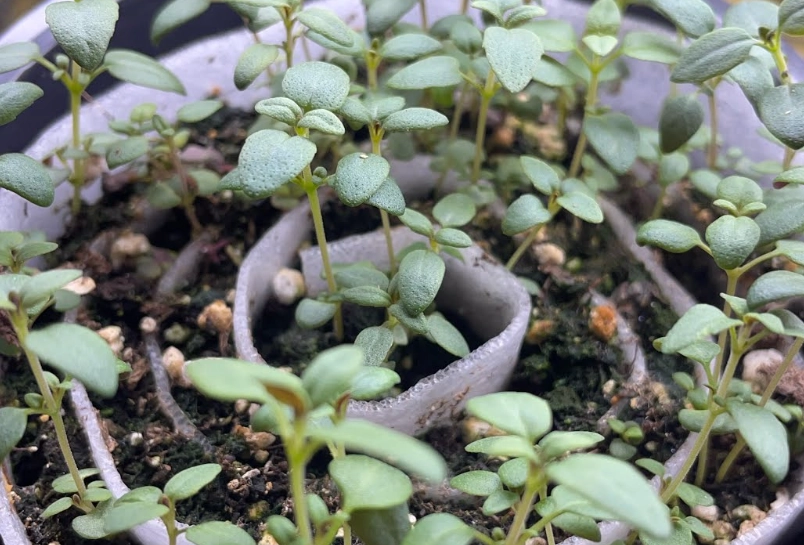 best seed starting mix