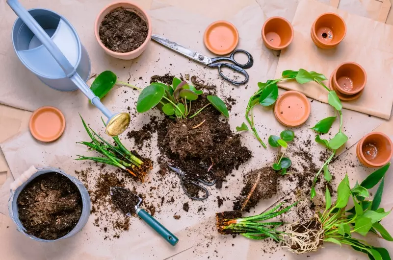 how to propagate plants