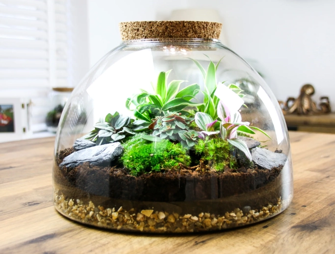 closed terrarium