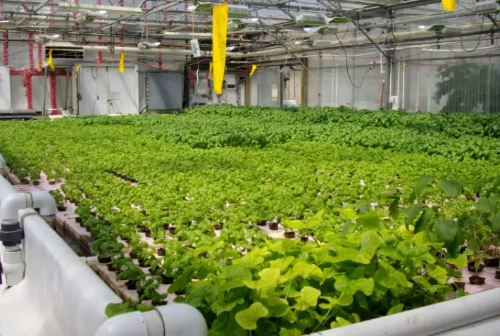 hydroponic systems