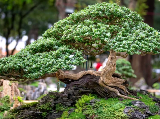 bonsai tree care bonsai tree care