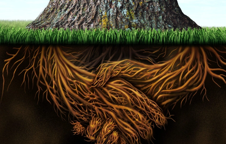 how to improve root growth how to improve root growth