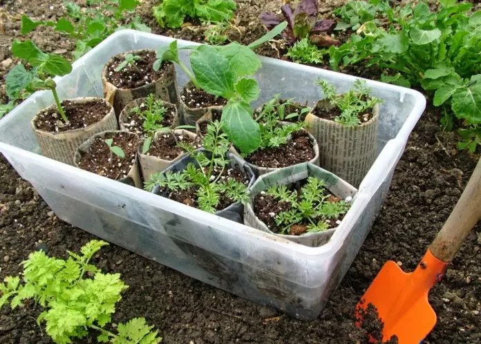 seed starting for beginners