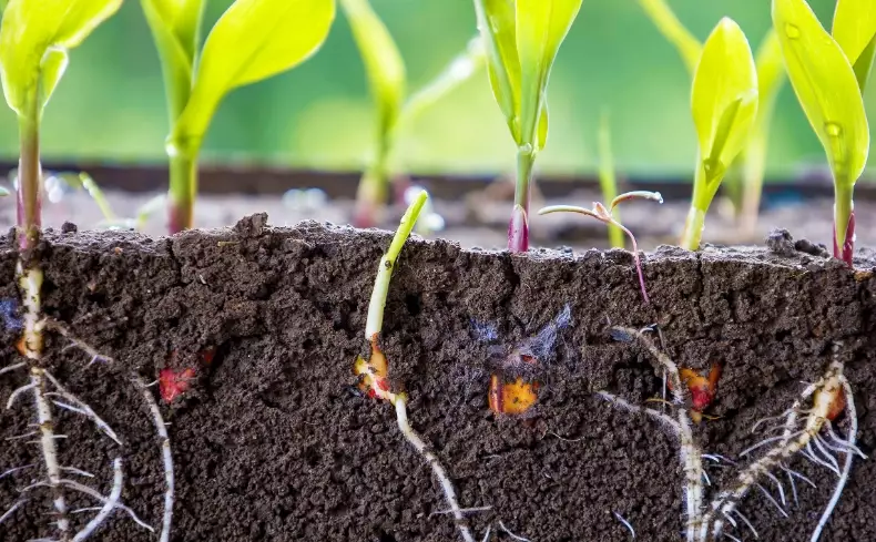 plant root development plant root development