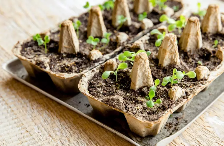 seed starting for beginners