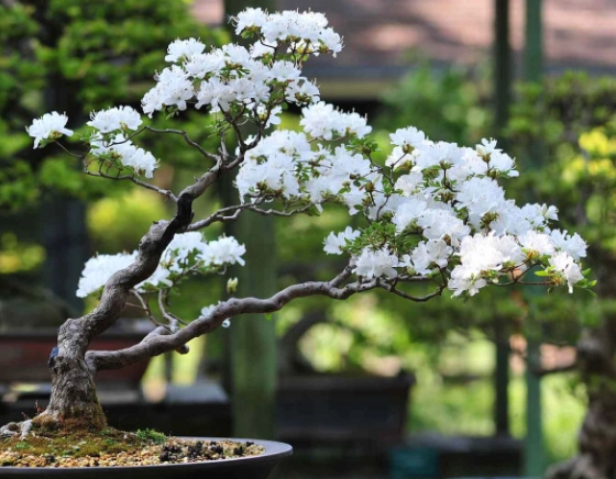 indoor bonsai tree indoor bonsai tree