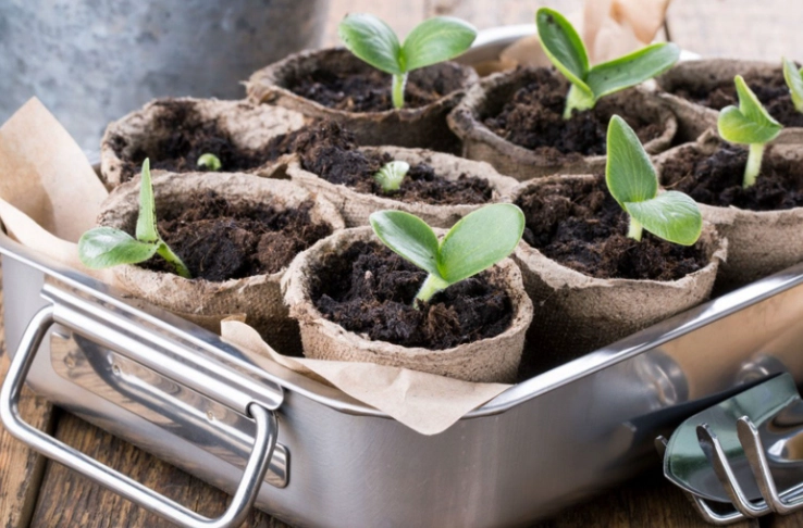 how to start seeds indoors