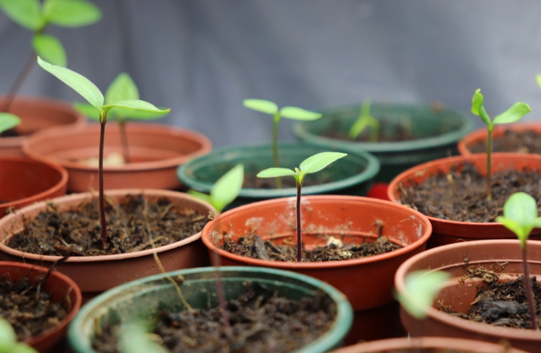 how to propagate plants