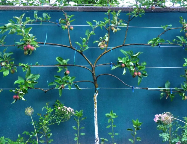 how to espalier apple tree how to espalier apple tree