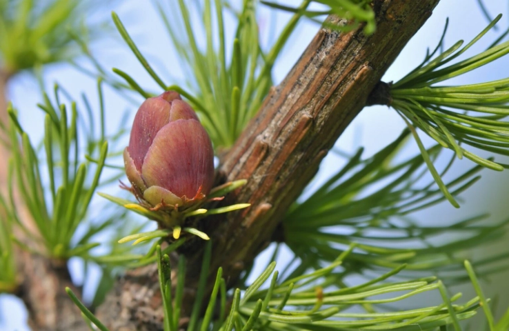 Larch tree care