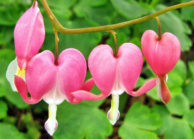 how to grow bleeding heart