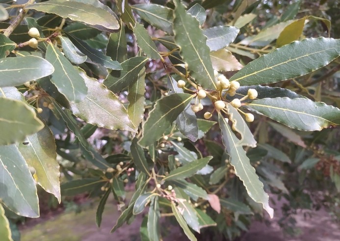 laurel tree problems