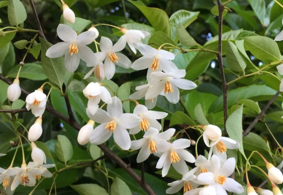 web development with styrax