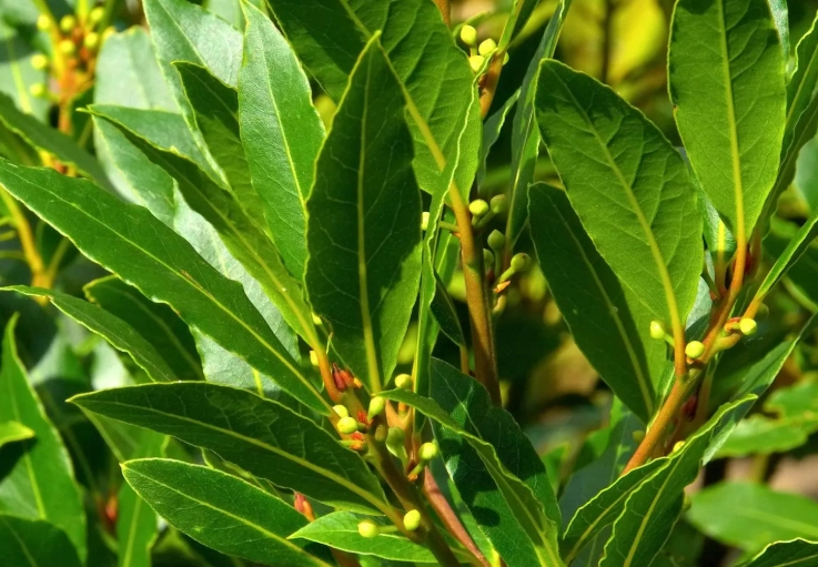 how to grow laurel trees