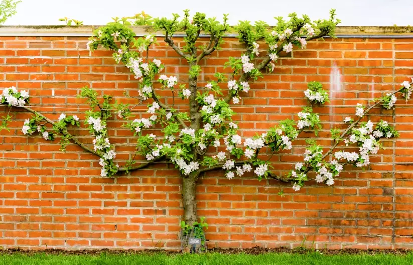 espalier apple