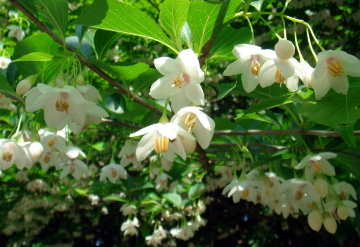 web development with styrax