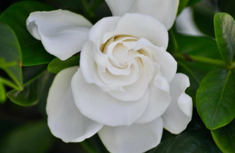 gardenia plant gardenia plant