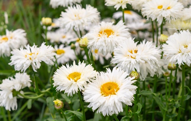 tall perennial flowers