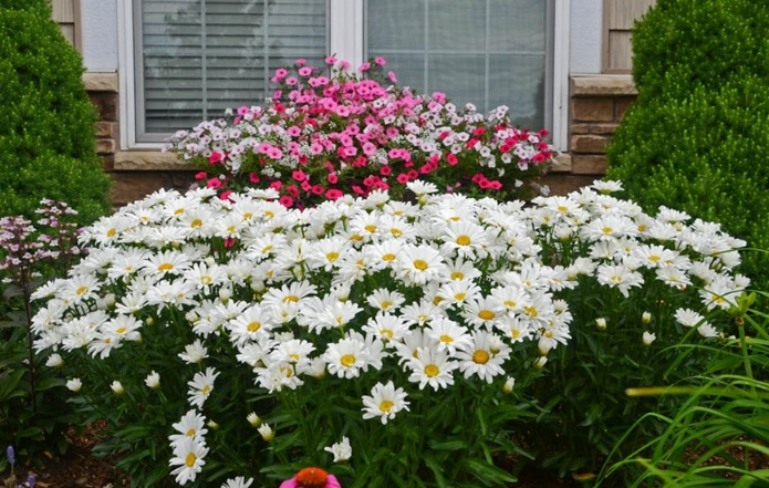 shasta daisy height