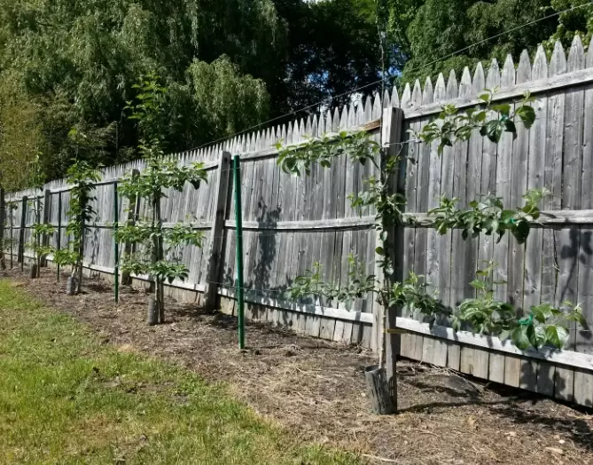 espalier apple trees espalier apple trees