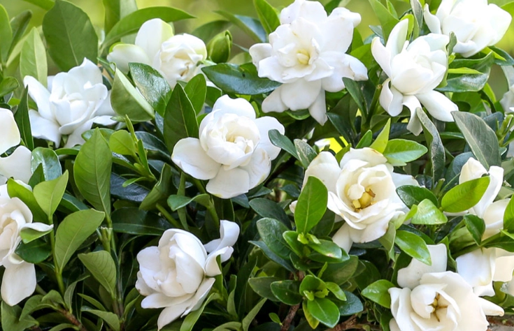 gardenia care gardenia care