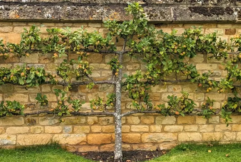 how to espalier apple tree how to espalier apple tree