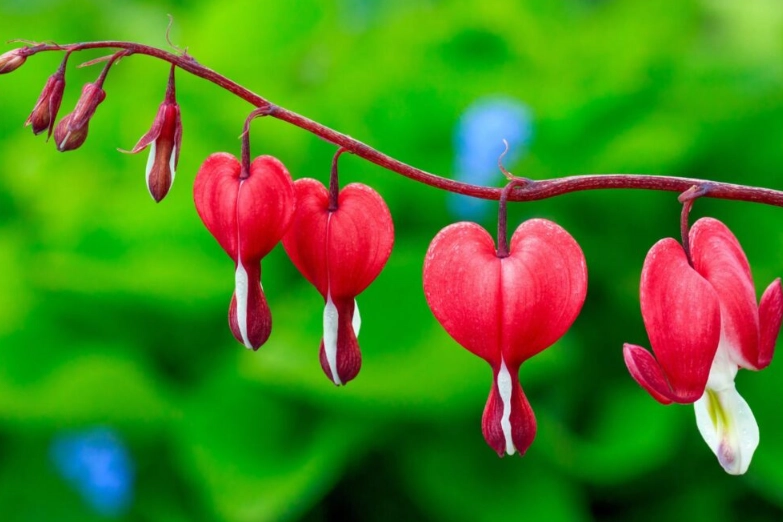 how to grow bleeding heart