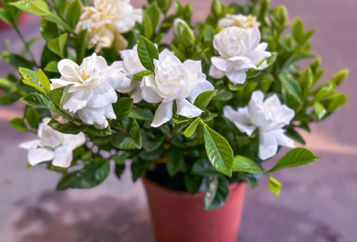 growing gardenias