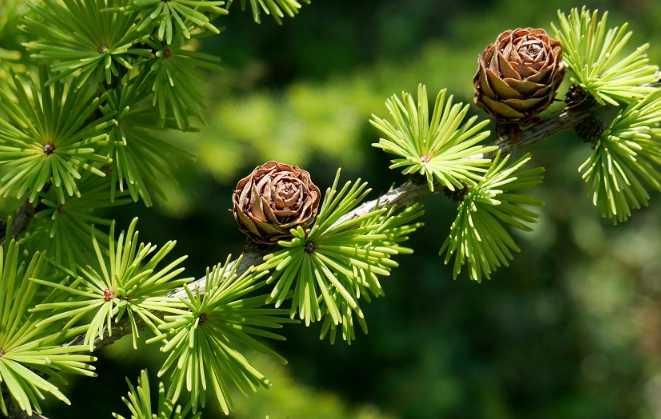 larch larix