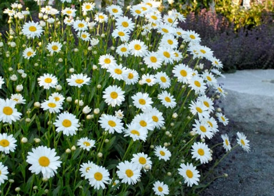 shasta daisy size