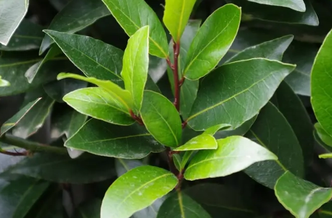 how to grow laurel trees
