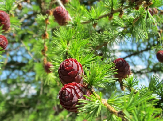 Larch tree care