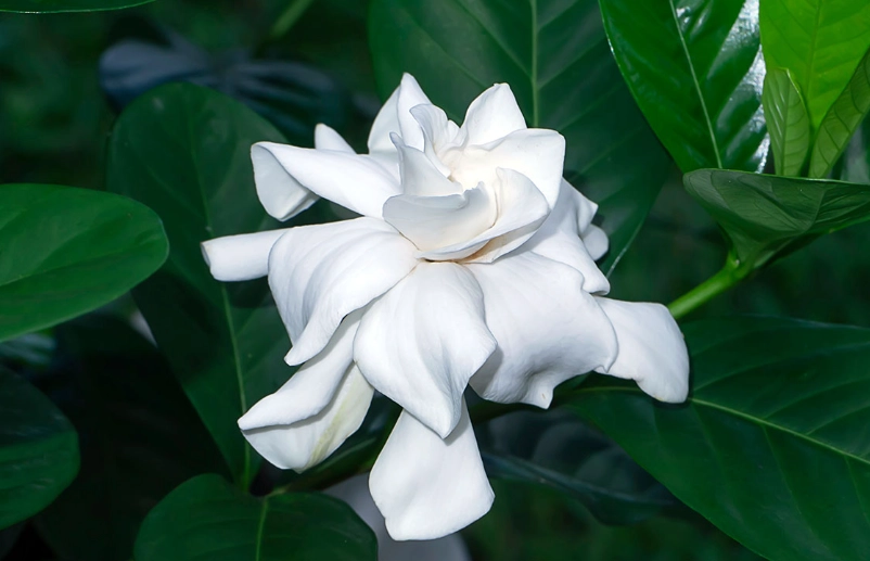 gardenia care gardenia care