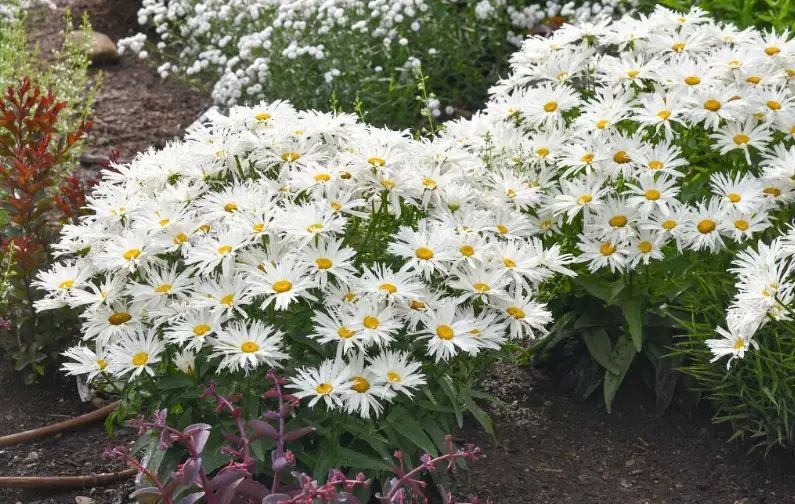 tall perennial flowers