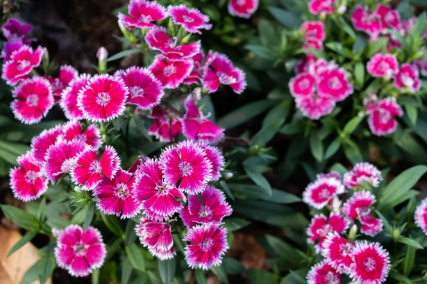 types of carnation flowers