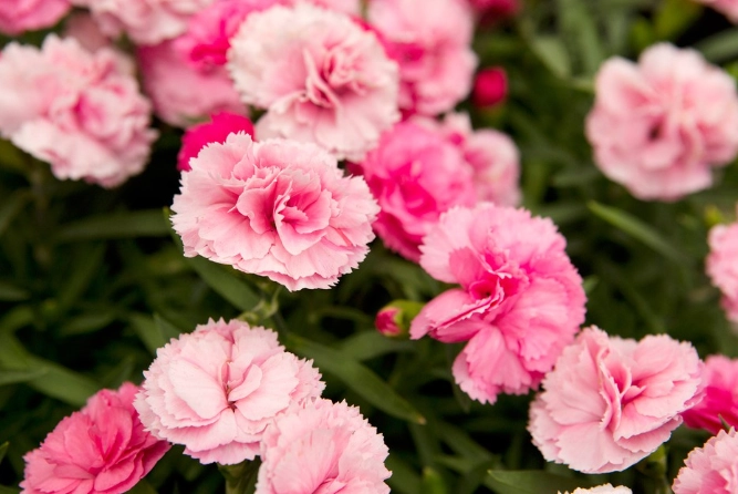 dianthus care