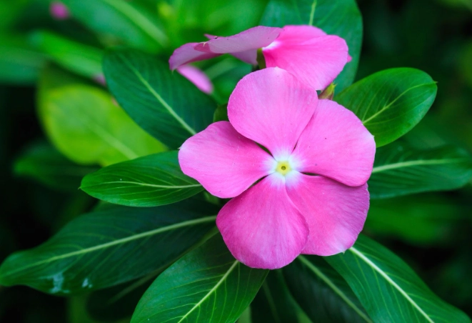 periwinkle flower