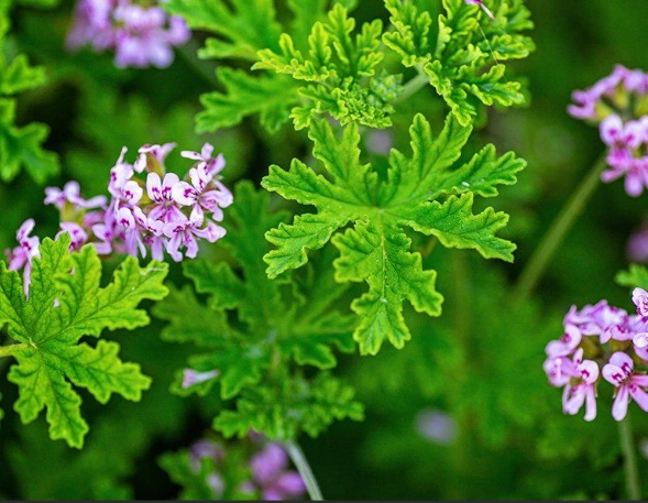 citronella plant care