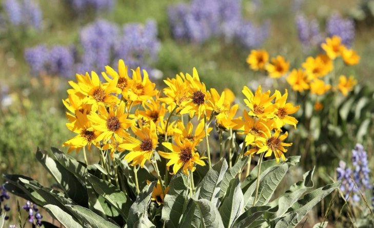 oregon sunflower varieties